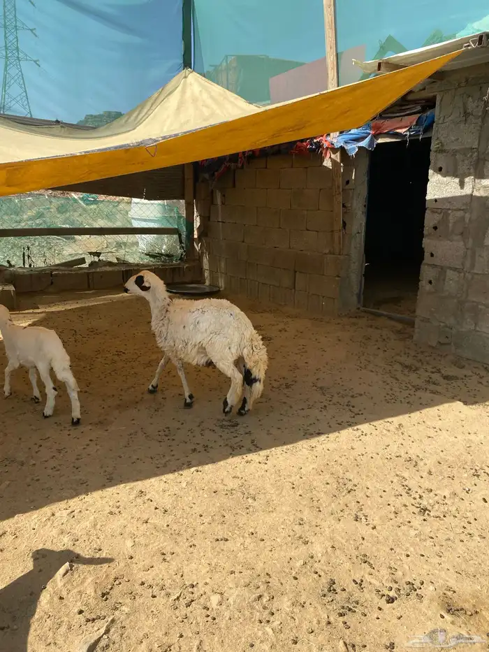 خروف جذع فل شحم 1