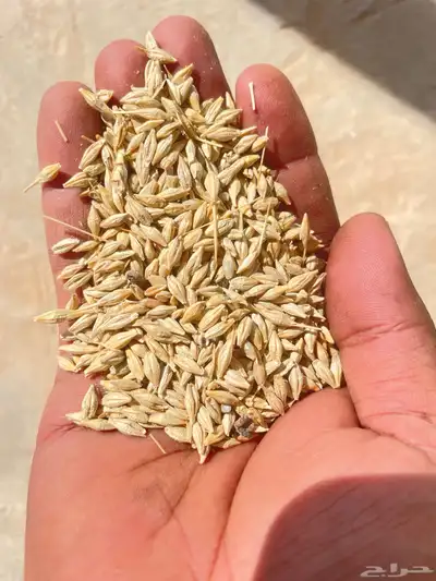 شعير بلدي للبيع العدد 35 تقريبا الوزن 45 كليو وحب نظيف 2