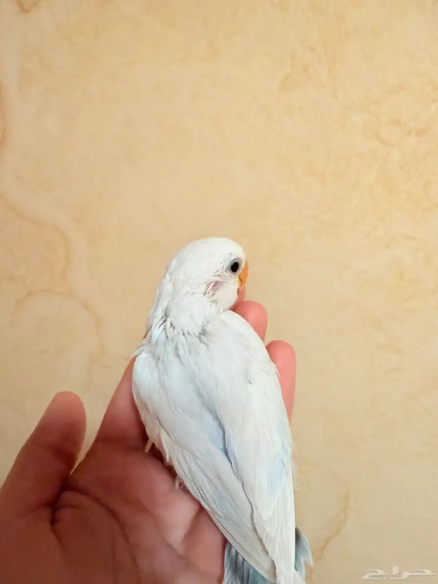 فرخ روز 2