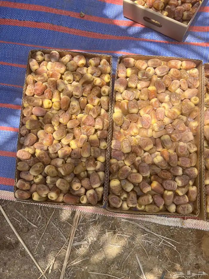 شيشي درجه أولى كراتين 6 كيلو على الطلب تاخذه للثلاجه 4