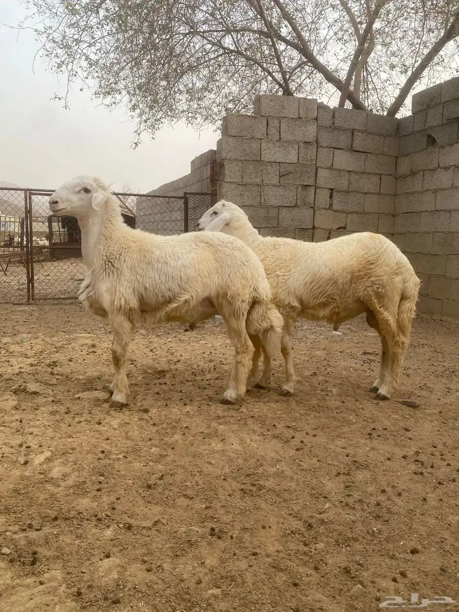 طليان 1