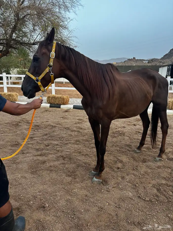 فرس انقليزيه بدون ورق حاضنه فاضيه 1