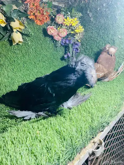 للبيع طبه بخارى احمر وايت سايد وحامل وايت سايد 3