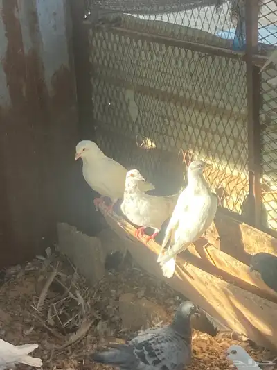 حمام لحم 3