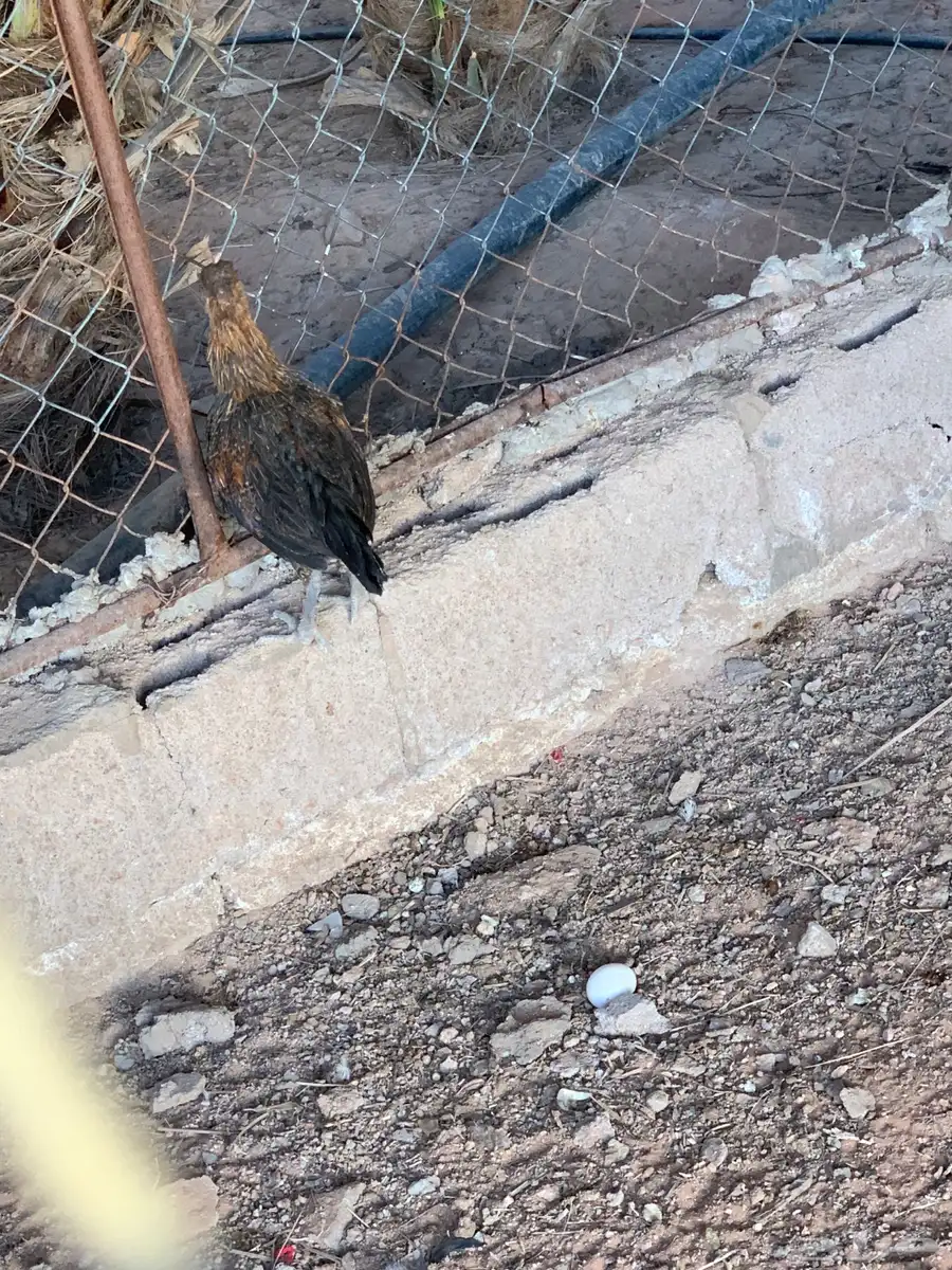دجاج بياض وديوك فحول شرط التلقيح 3
