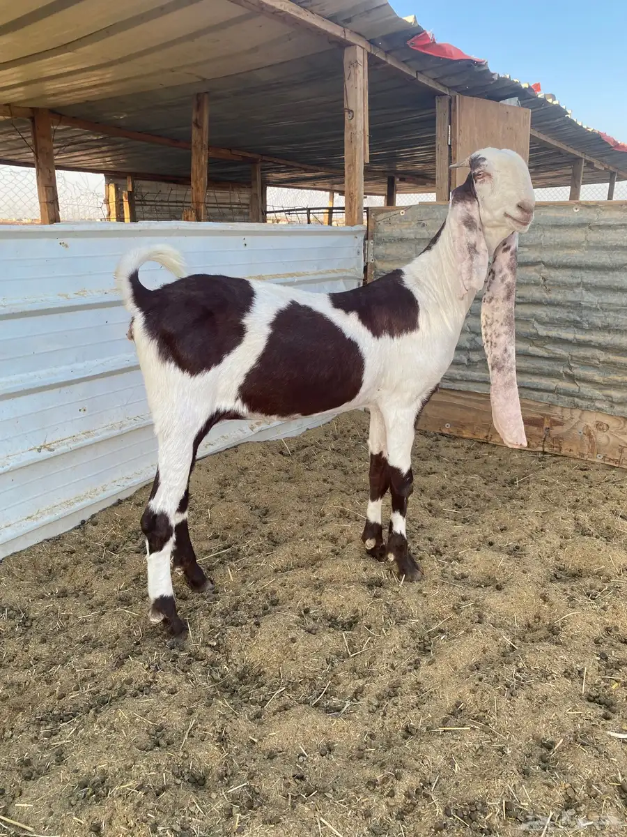جفره هولنديه حجازيه خصم 1