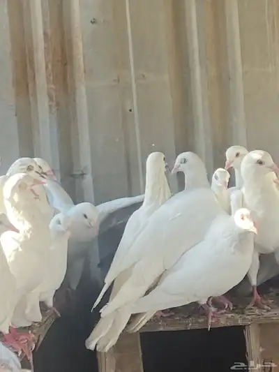 حمام لحم 2