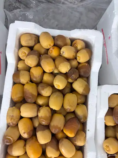تمر روثانه المدينه مناصيف فاخره 0