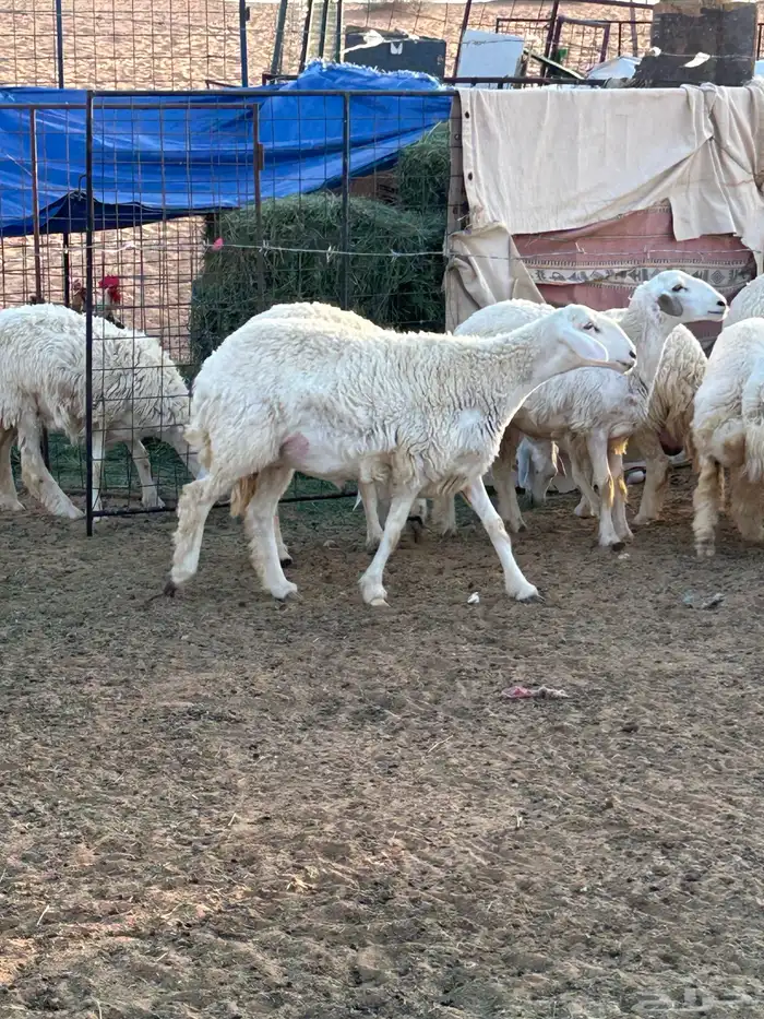 حريات رخال مراح للبيع (( تم البيع )) 8