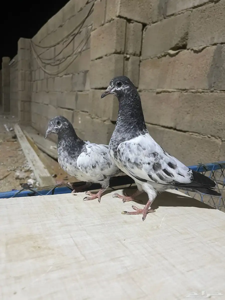 للبيع حمام باكستاني 4