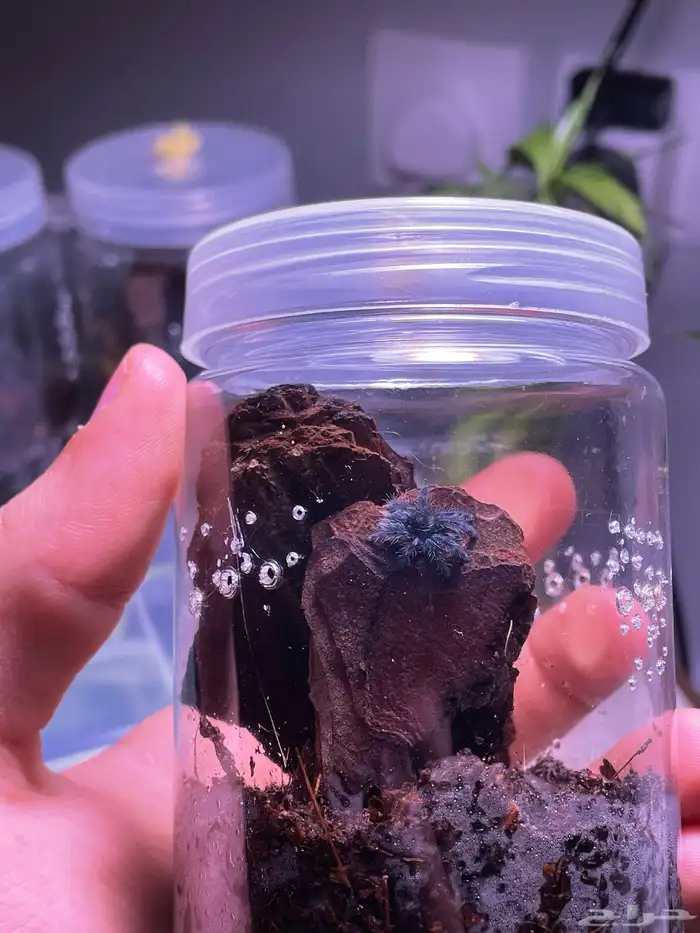 ترانتولا العنكبوت الكاريبي 0