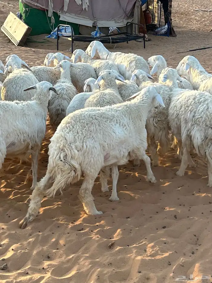 حريات رخال مراح للبيع (( تم البيع )) 3