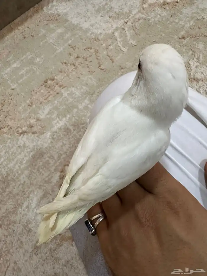 روز البينو عيون حمر العمر شهرين 2