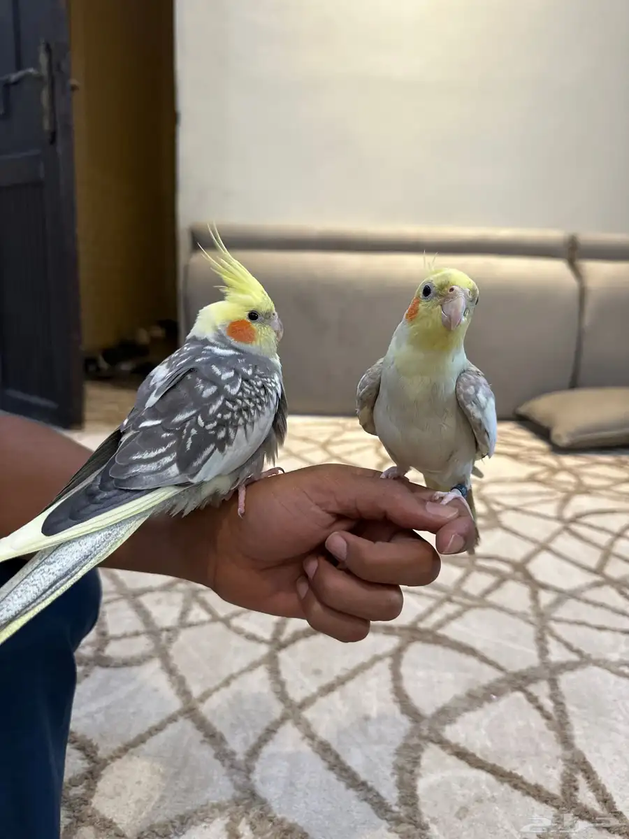 جوز كراوين 1
