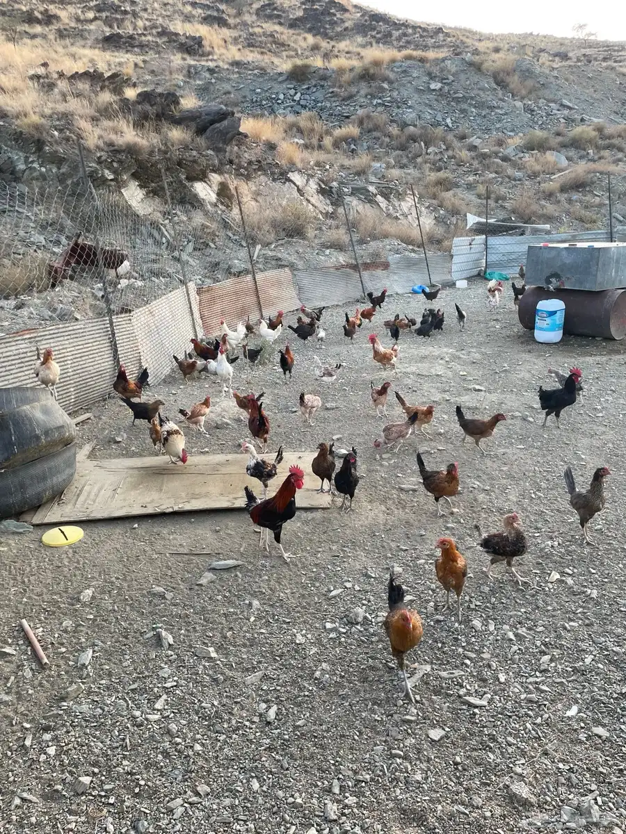 دجاج للبيع 7