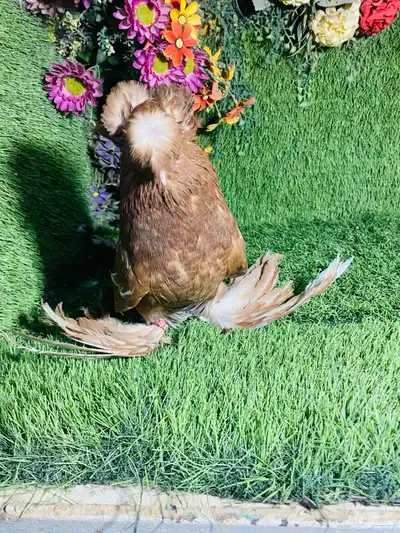 للبيع طبه بخارى احمر وايت سايد وحامل وايت سايد 5