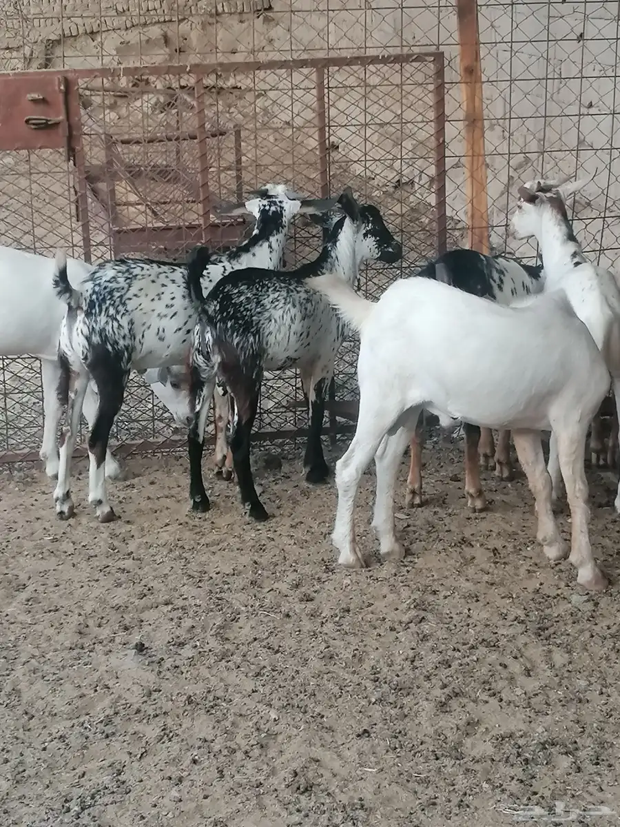 ذبايح تيوس وذبايح حري وسواكن مع مكانيه ذبح وتوصيل 7
