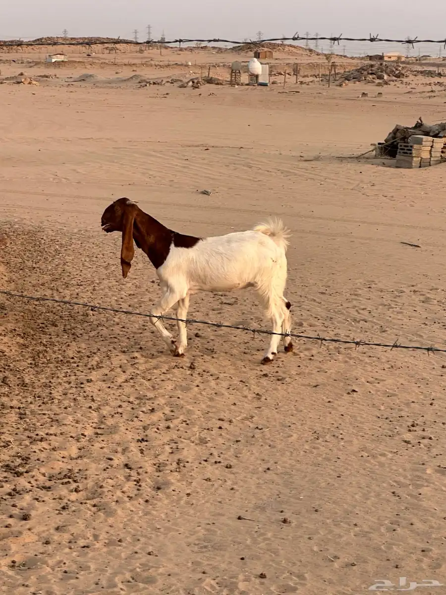 عنز خصم مشروكه طيبه 16