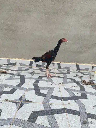 ديك سندي بيور 3