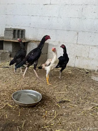 دجاج ثلاث اناثي وديك أعمارها 7 شهور 1