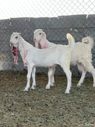 جفار مطورات 2