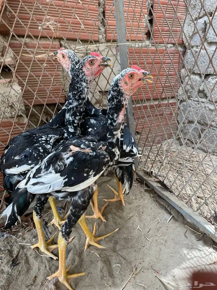 فروخ سنديه فاخره 3