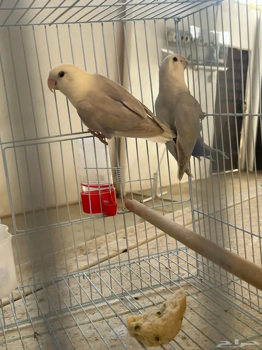 لبيع جوز روز بلد 0