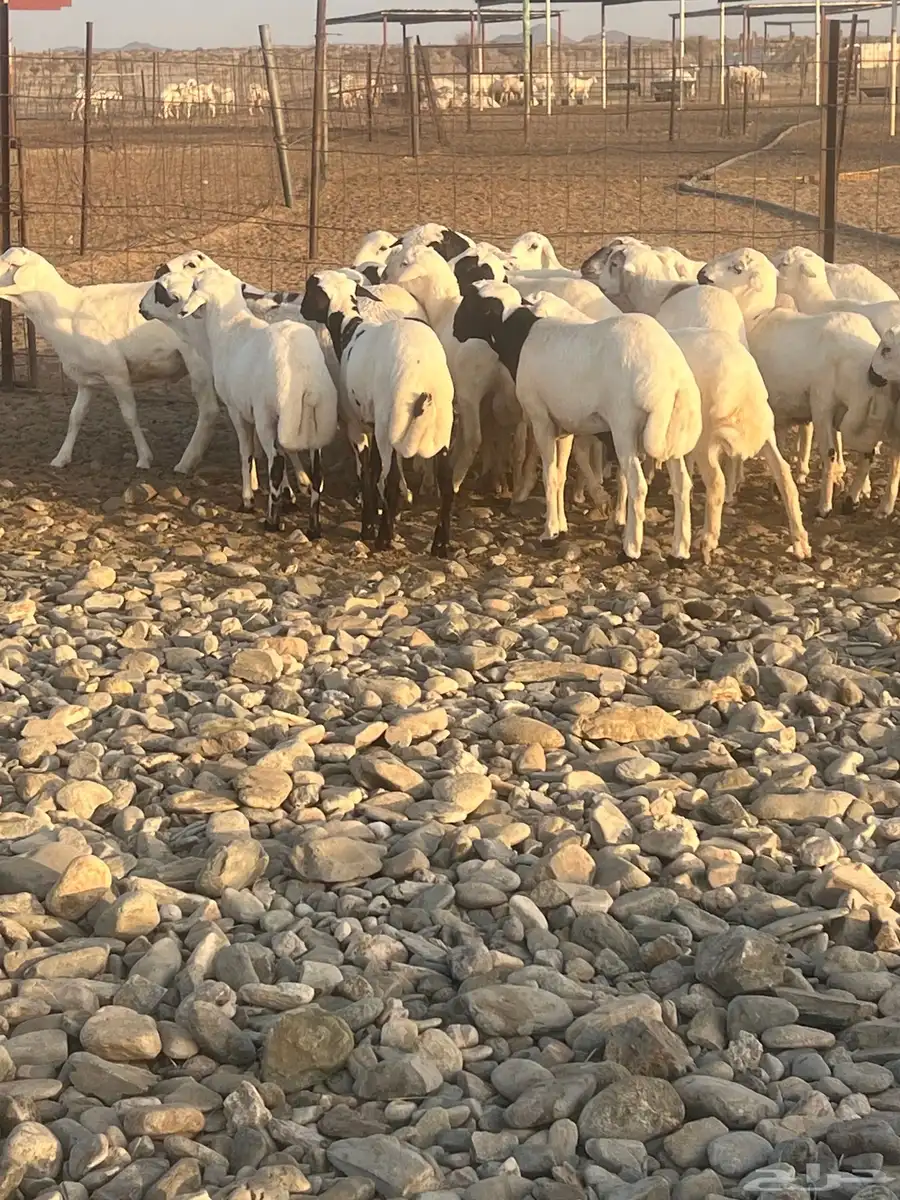 طليان ورخال رفيده 0
