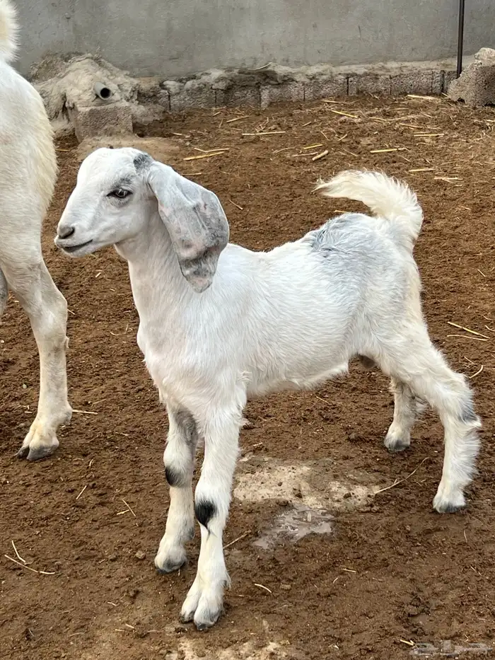 جفره فاخره ومشروع تيس هجين 5