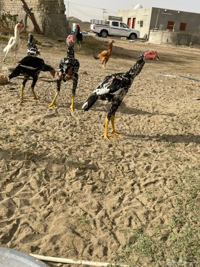 دجاج سندي بيور نسل غبشان 4