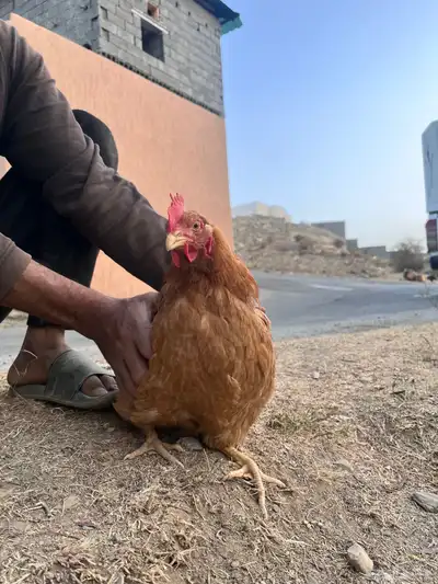 دجاج بياض للبيع تم البيع الله يبارك للمشتري 2