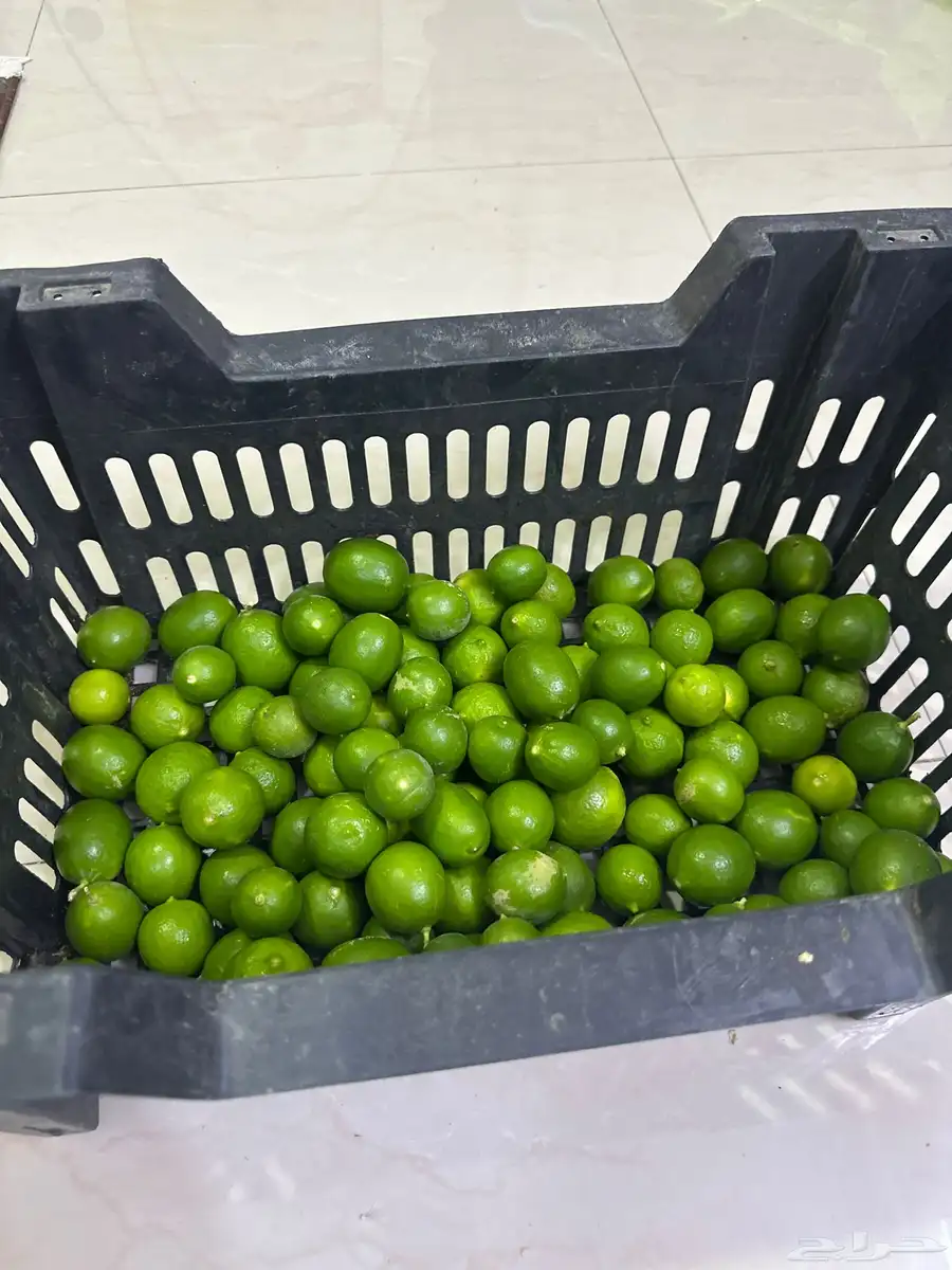 ليمون ابوزهيرة طازج قطف اليوم 2