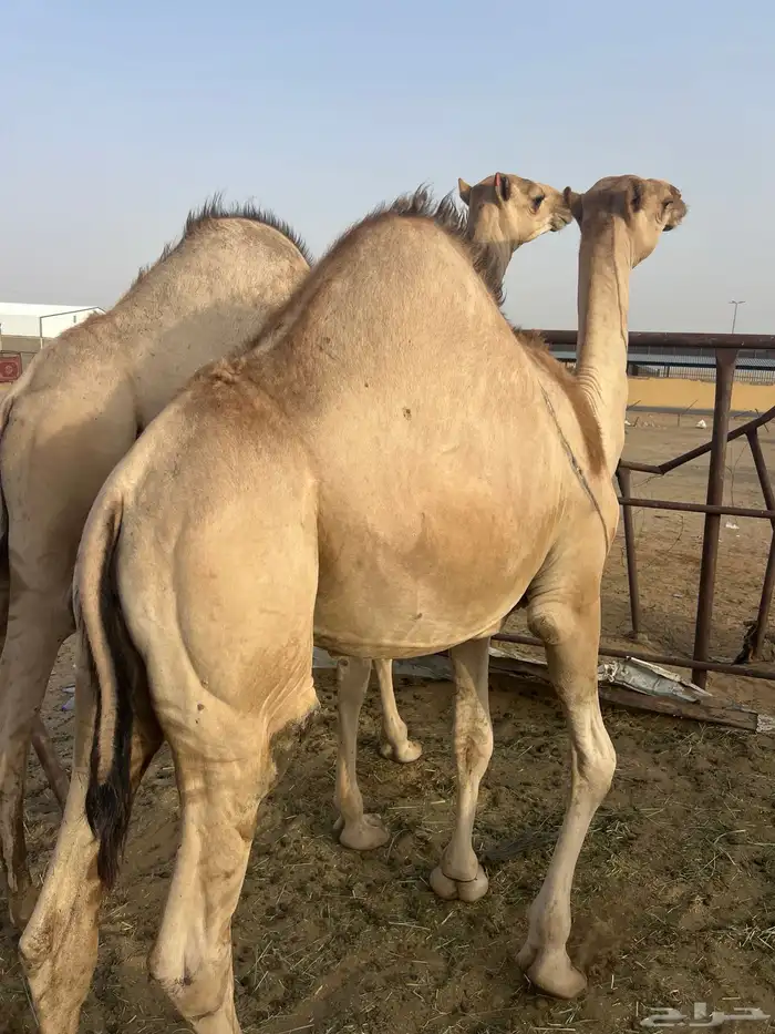قعدان مفاريد للبيع أتواصل 6