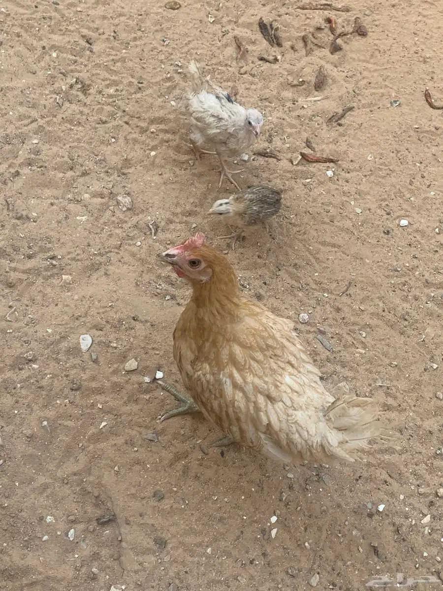 دجاجة تركية مع فراخته 2