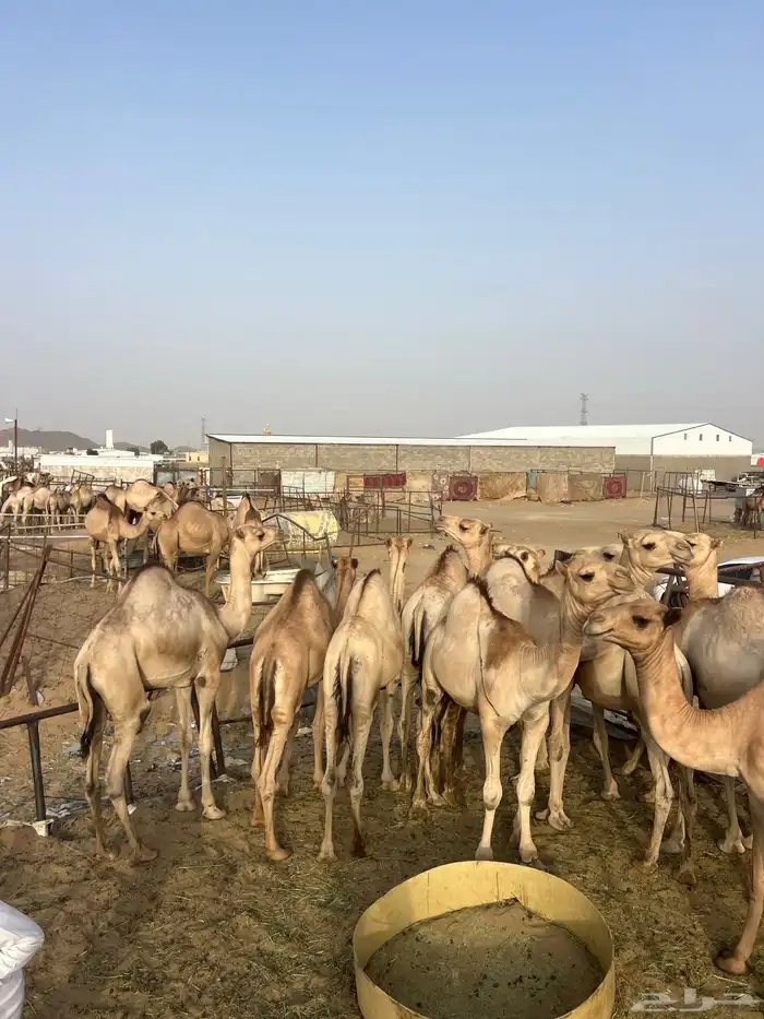 قعدان مفاريد للبيع أتواصل 0