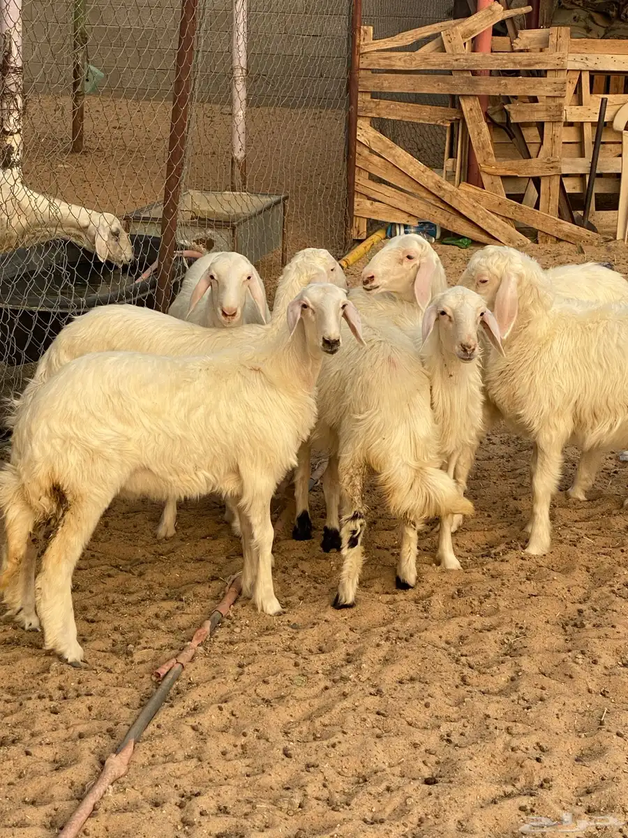 رخال صنف فاخر 1