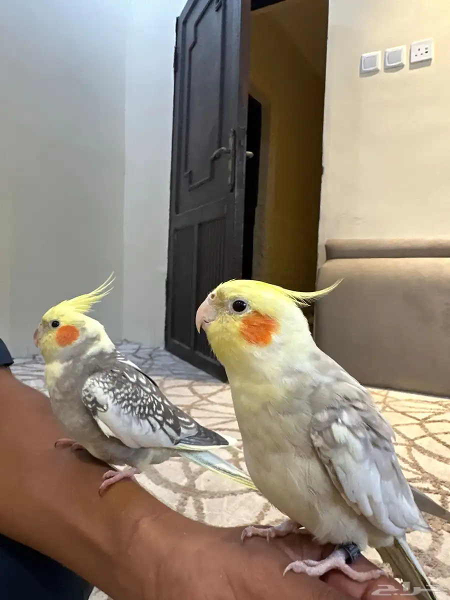 جوز كراوين 2