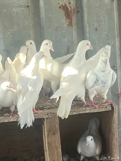 حمام لحم 1