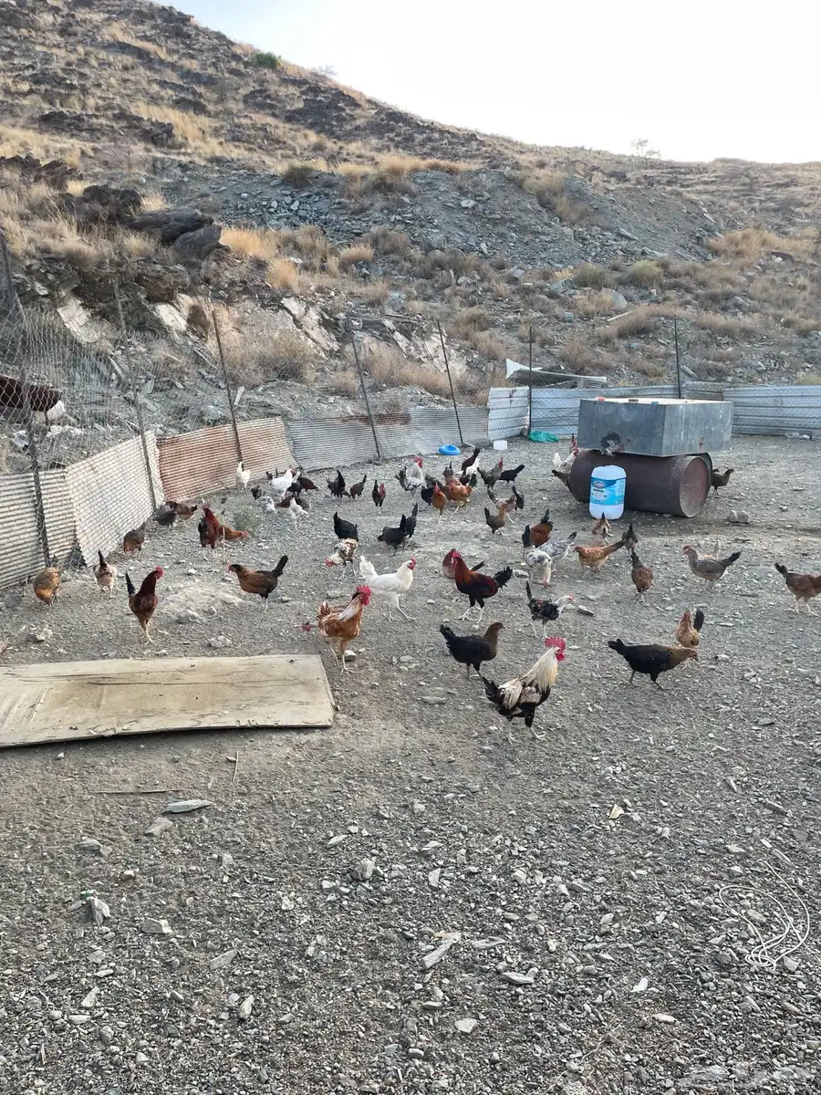 دجاج للبيع 5