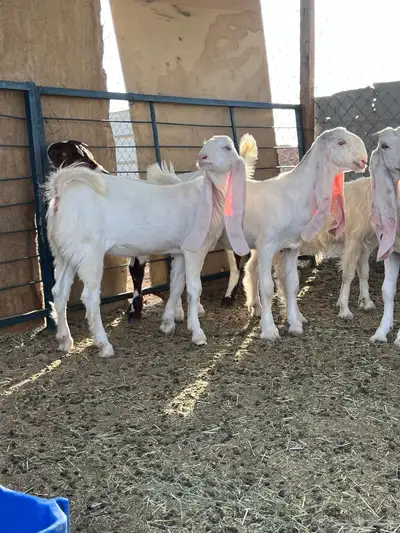 جفار مطورات 0