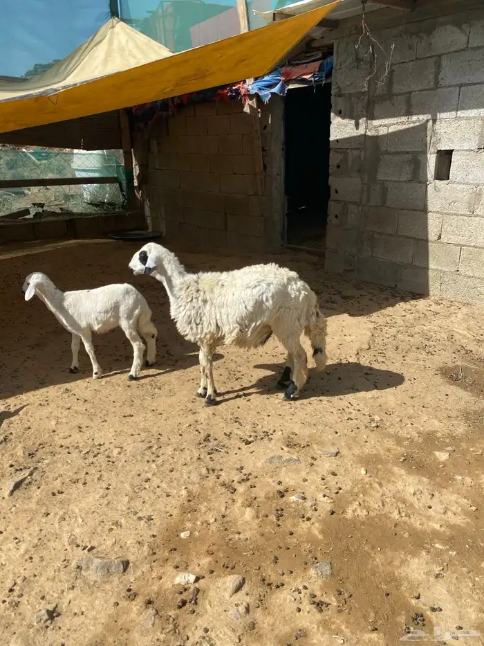 خروف جذع فل شحم 0