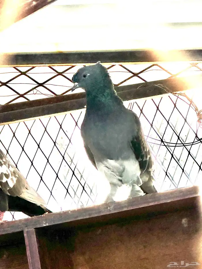 حمام تركي 3