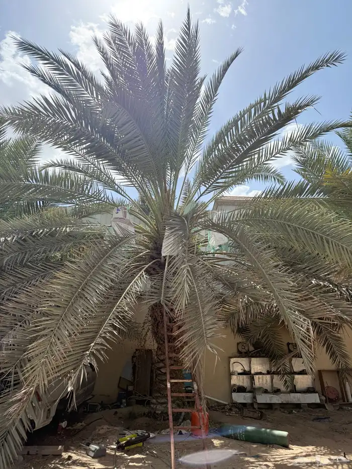 نخل للبيع برحي و خلاص 1