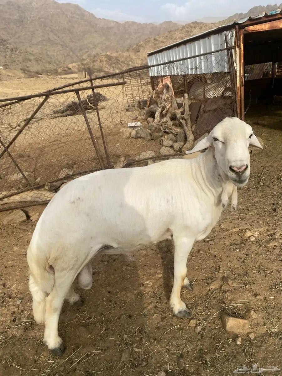 طلي فحل 1