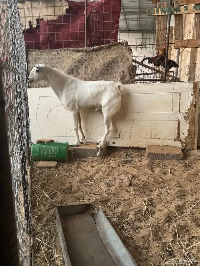 تيس جنوبي فحل 5