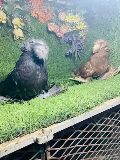 للبيع طبه بخارى احمر وايت سايد وحامل وايت سايد 1