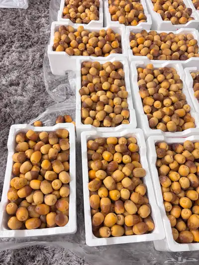 تمر روثانه المدينه مناصيف فاخره 1