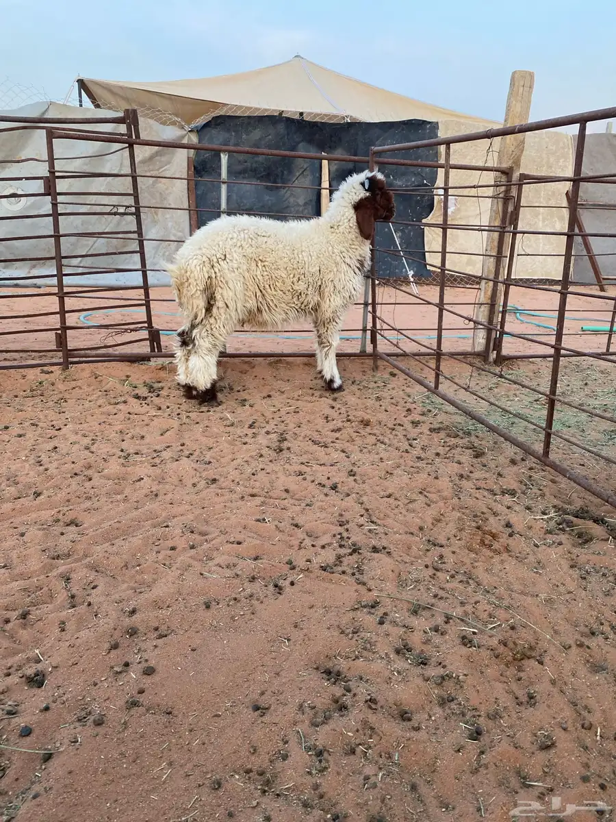 طلي للبيع 0