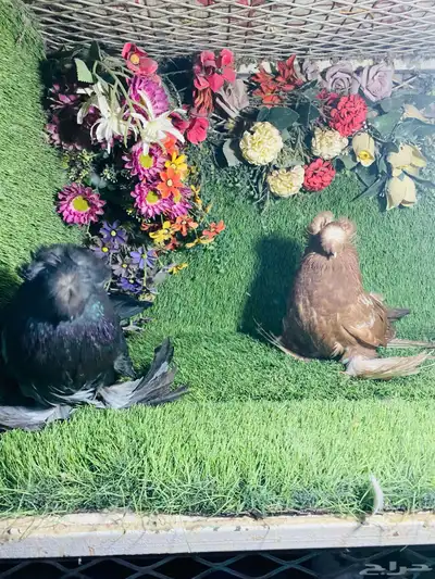 للبيع طبه بخارى احمر وايت سايد وحامل وايت سايد 0
