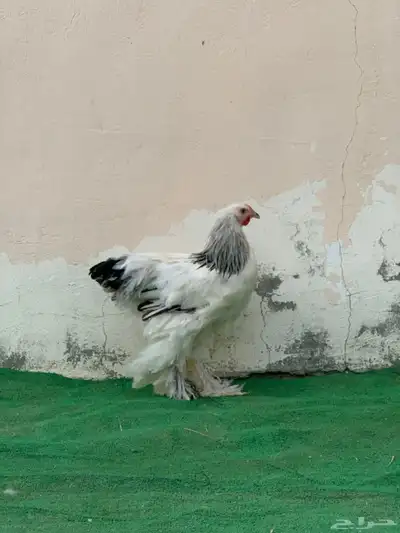 طقم براهما كولمبي 5